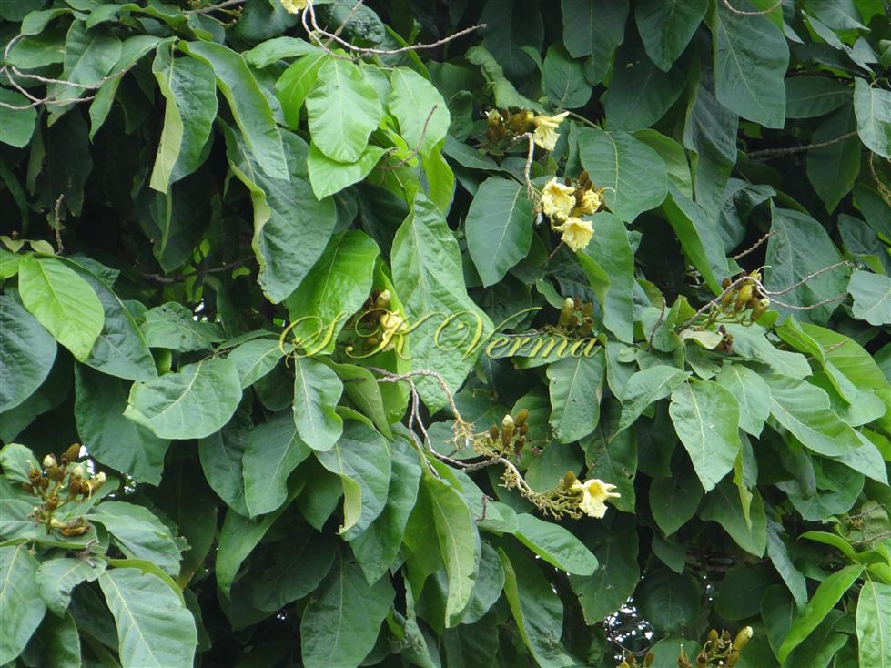  Flowering shoot
